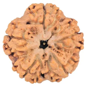 5 Mukhi Rudraksha 29.5mm 6.92gm