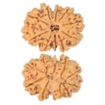 10 Mk Gaurishankar 26.5mm 4gm - Rudraksha