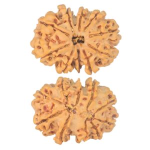 10 Mk Gaurishankar 26.5mm 4gm - Rudraksha