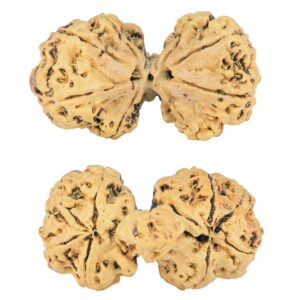 8 Mukhi Mini Trijuti 34.1mm 2.28gm - Rudraksha
