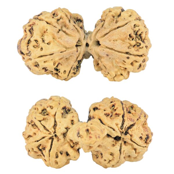 8 Mukhi Mini Trijuti 34.1mm 2.28gm - Rudraksha