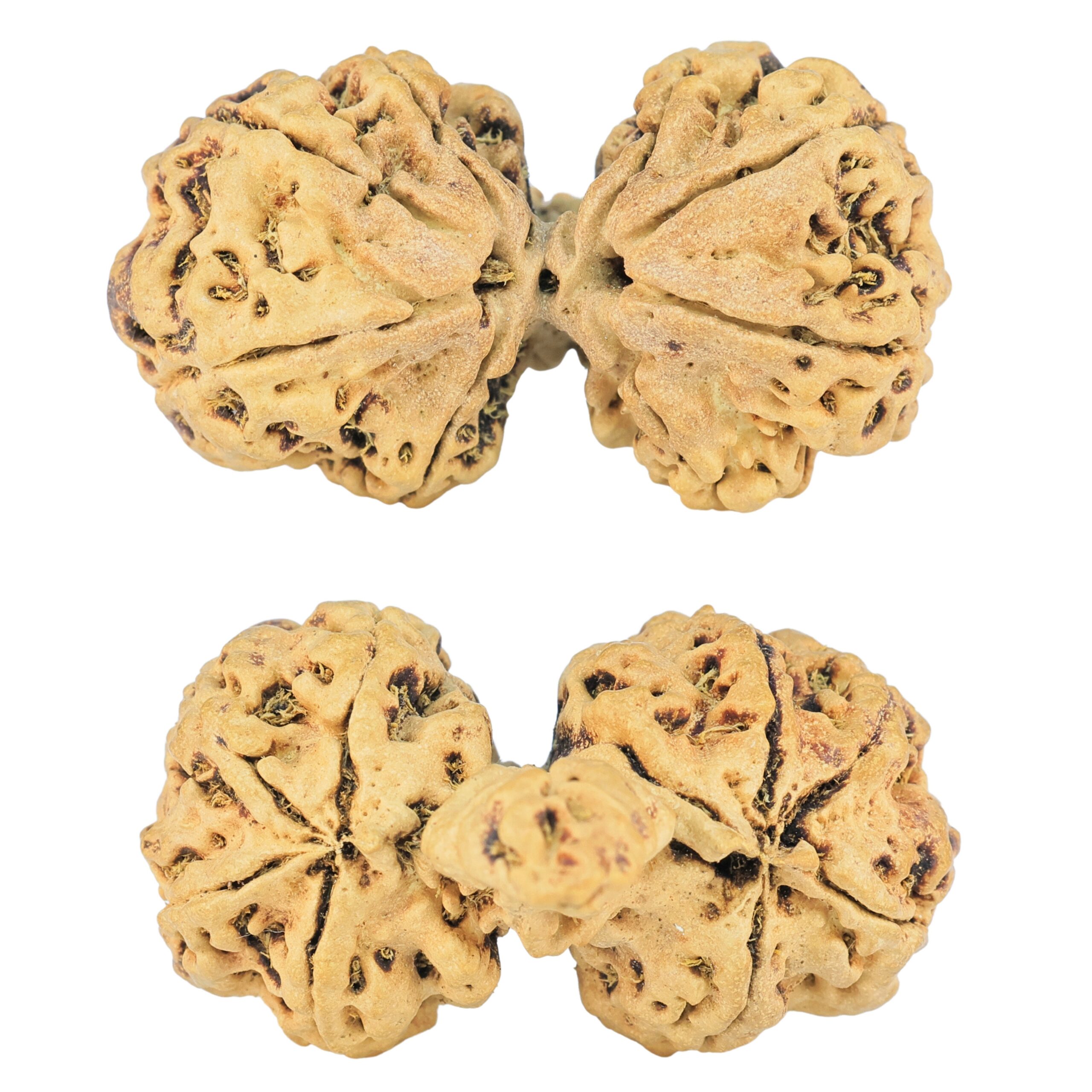 8 Mukhi Mini Trijuti 34.1mm 2.28gm - Rudraksha