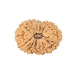 14 Mukhi Rudraksha 16mm 1.07gm - Rudraksha