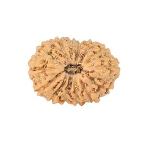 14 Mukhi Rudraksha 16mm 1.07gm - Rudraksha