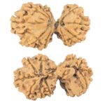 11 Mukhi Mini Trijuti 35mm 5.63gm - Rudraksha