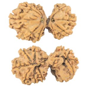 11 Mukhi Mini Trijuti 35mm 5.63gm - Rudraksha