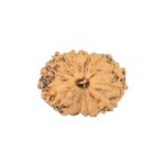 14 Mukhi Rudraksha 11.2mm 0.35gm - Rudraksha