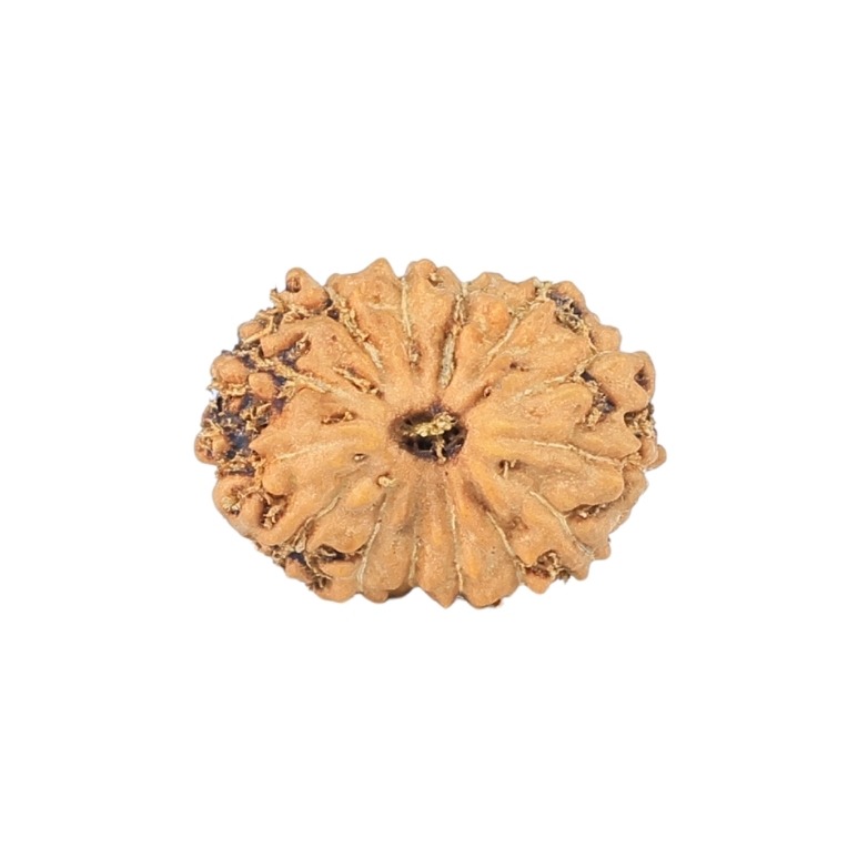 14 Mukhi Rudraksha 11.2mm 0.35gm - Rudraksha