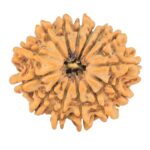 14 Mukhi Rudraksha 24.8mm 3.22gm - Origin: Nepal - Rudraksha