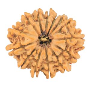 14 Mukhi Rudraksha 24.8mm 3.22gm - Origin: Nepal - Rudraksha