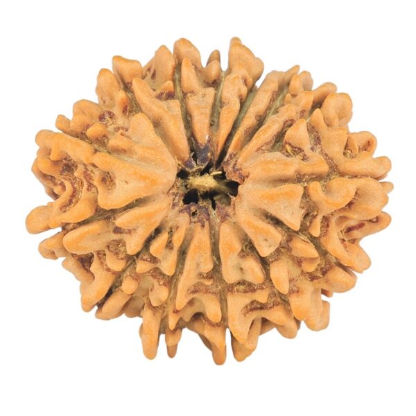 14 Mukhi Rudraksha 24.8mm 3.22gm - Origin: Nepal - Rudraksha