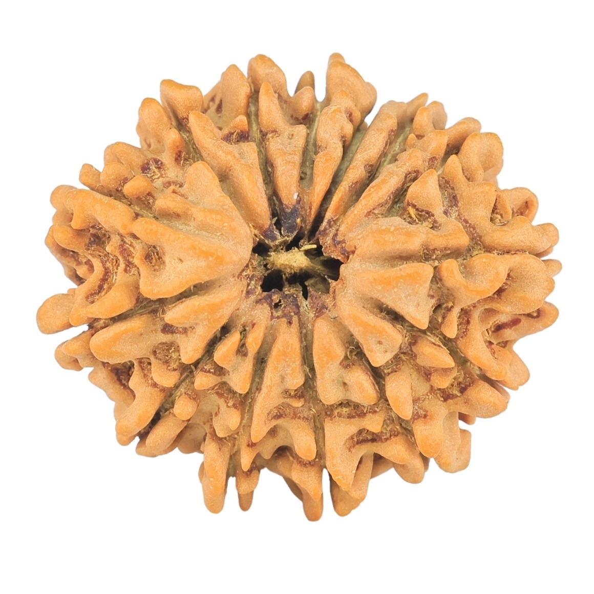 14 Mukhi Rudraksha 24.8mm 3.22gm - Origin: Nepal - Rudraksha