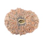 18 Mukhi Rudraksha 22.9mm 2.61gm - Rudraksha