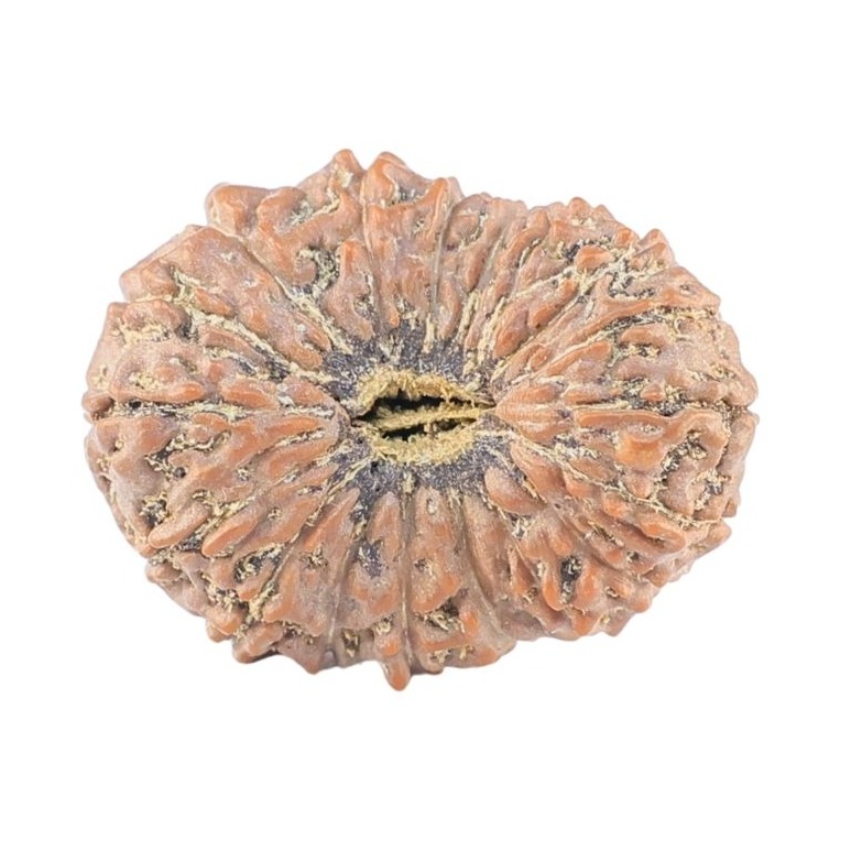 18 Mukhi Rudraksha 22.9mm 2.61gm - Rudraksha