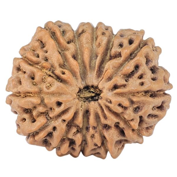 14 Mukhi Rudraksha 23.1mm 3.35gm - Rudraksha