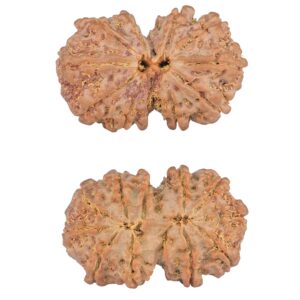 11 MK Gaurishankar 30mm 5gm - Rudraksha