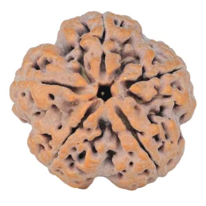 5 Mukhi Rudraksha 30mm 9.43gm