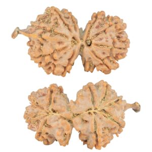 9 Mukhi G.S & Ganesh 35mm 5.32gm - Rudraksha