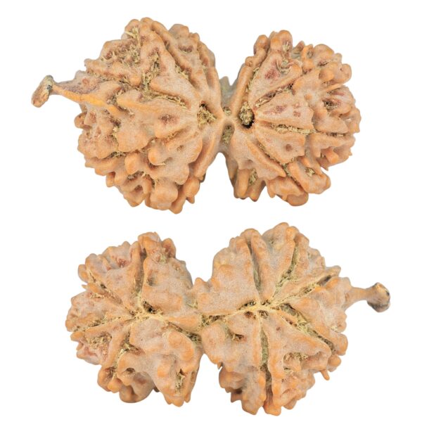 9 Mukhi G.S & Ganesh 35mm 5.32gm - Rudraksha