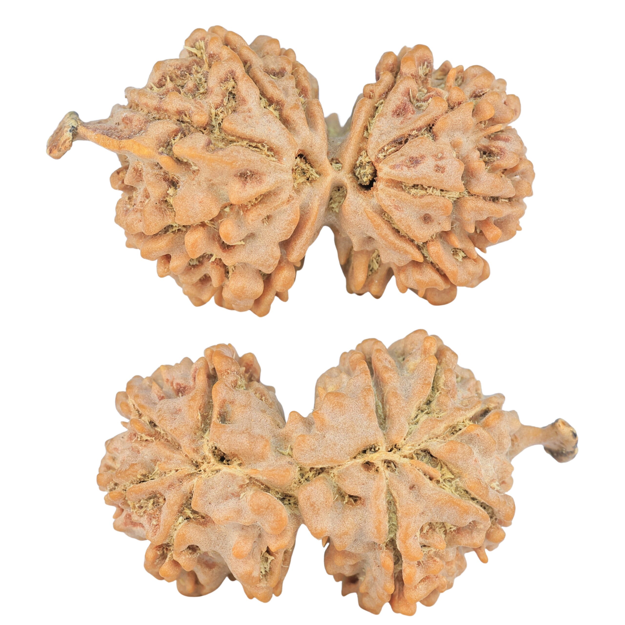 9 Mukhi G.S & Ganesh 35mm 5.32gm - Rudraksha