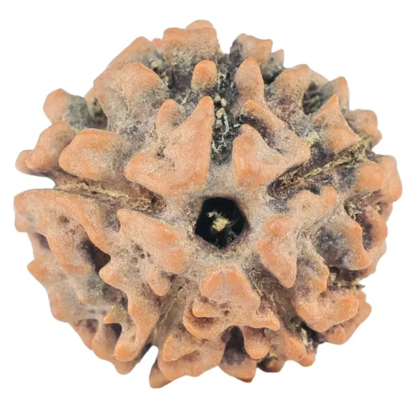 5 Mukhi Rudraksha 16.3mm 1.62gm - Rudraksha
