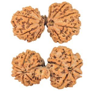 13 Mukhi Mini Trijuti 38mm 7gm - Rudraksha
