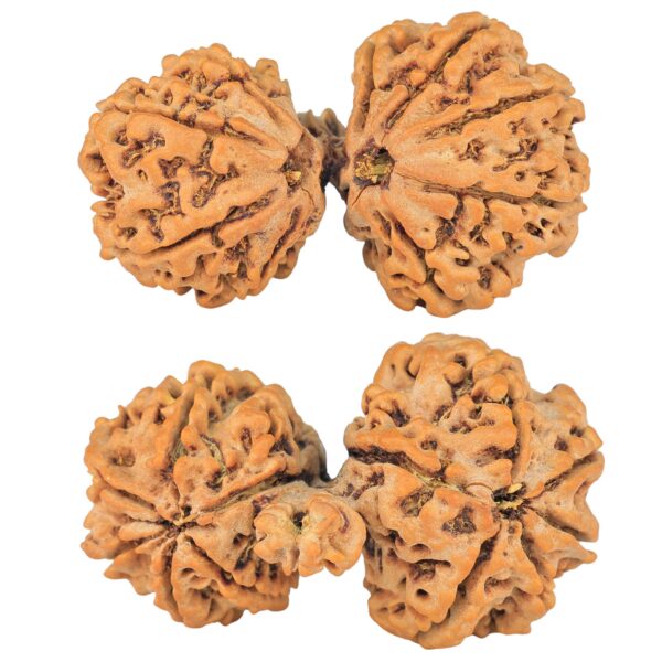 13 Mukhi Mini Trijuti 38mm 7gm - Rudraksha