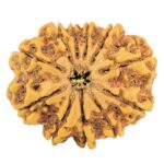 11 Mukhi Rudraksha 27.8mm 4.72gm - Rudraksha