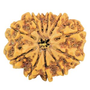 11 Mukhi Rudraksha 27.8mm 4.72gm - Rudraksha