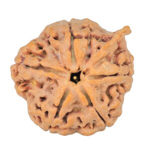 5 Mukhi Ganesh 29.5mm 6.9gm - Rudraksha