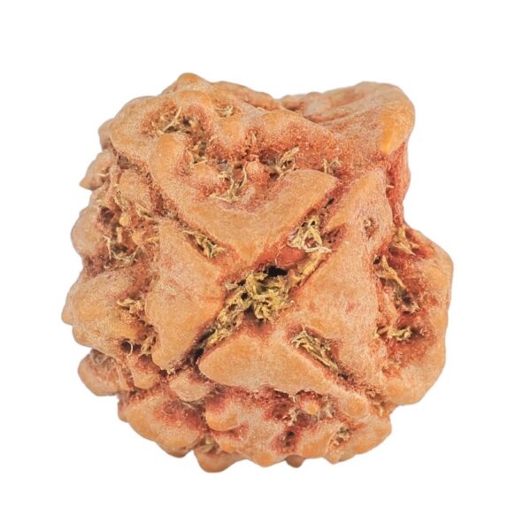 3 Mukhi Ganesh 22.6mm 3.04gm - Rudraksha