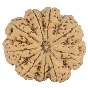 9 Mukhi Rudraksha 34mm 9.07gm - Rudraksha