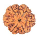 6 Mukhi Rudraksha 30mm 8.07gm - Rudraksha