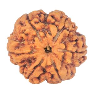 6 Mukhi Rudraksha 30mm 8.07gm - Rudraksha