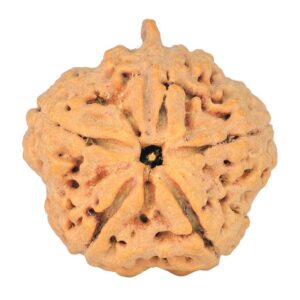 5 Mukhi Ganesh 29.3mm 6.65gm - Rudraksha