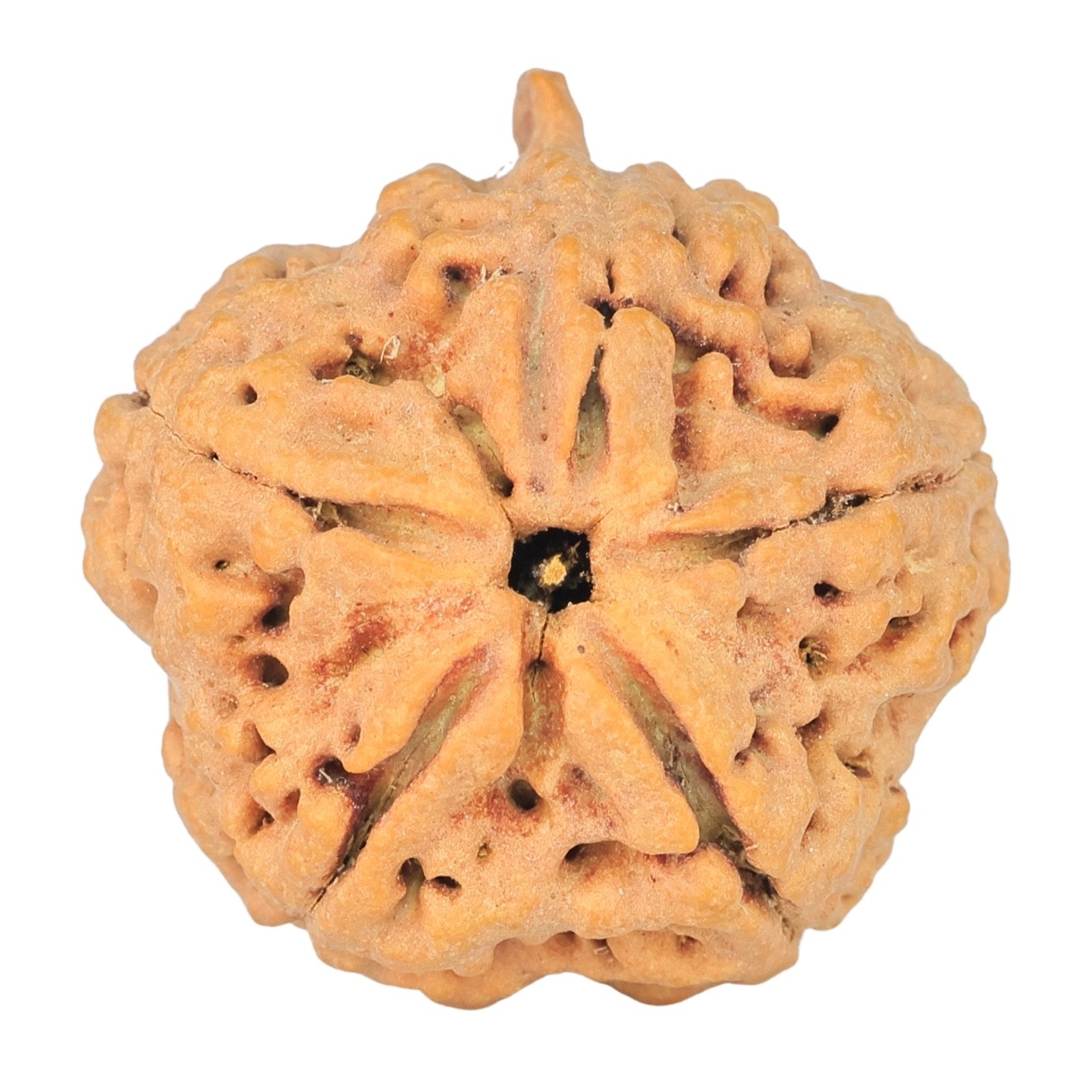 5 Mukhi Ganesh 29.3mm 6.65gm - Rudraksha