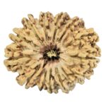 14 Mukhi Rudraksha 31.3mm 2.77gm - Rudraksha