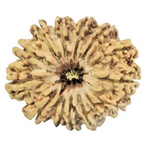 14 Mukhi Rudraksha 31.3mm 2.77gm - Rudraksha