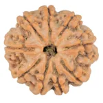 9 Mukhi Rudraksha 24.3mm 4.42gm - Rudraksha