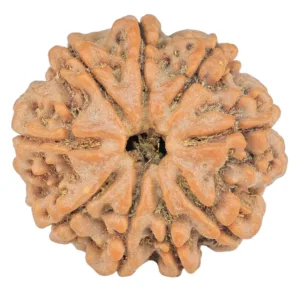 9 Mukhi Rudraksha 24.3mm 4.42gm - Rudraksha