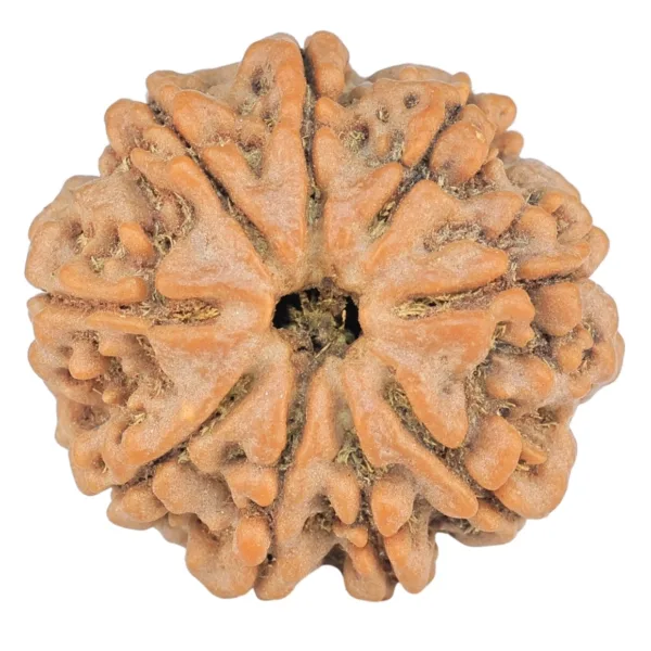 9 Mukhi Rudraksha 24.3mm 4.42gm - Rudraksha