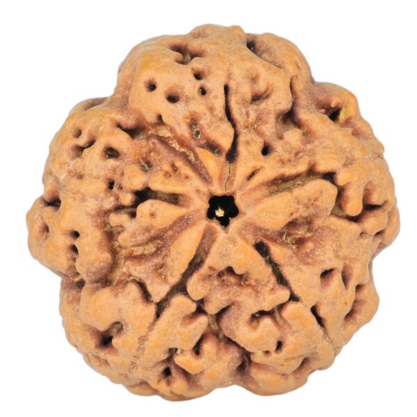 5 Mukhi Rudraksha 29.1mm 8gm - Rudraksha