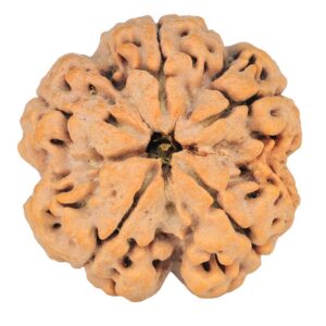 5 Mukhi Rudraksha 29mm 8.16gm - Rudraksha