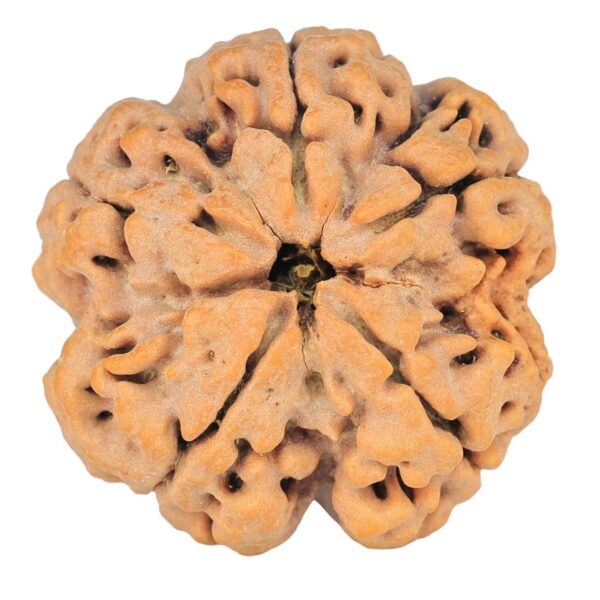 5 Mukhi Rudraksha 29mm 8.16gm - Rudraksha