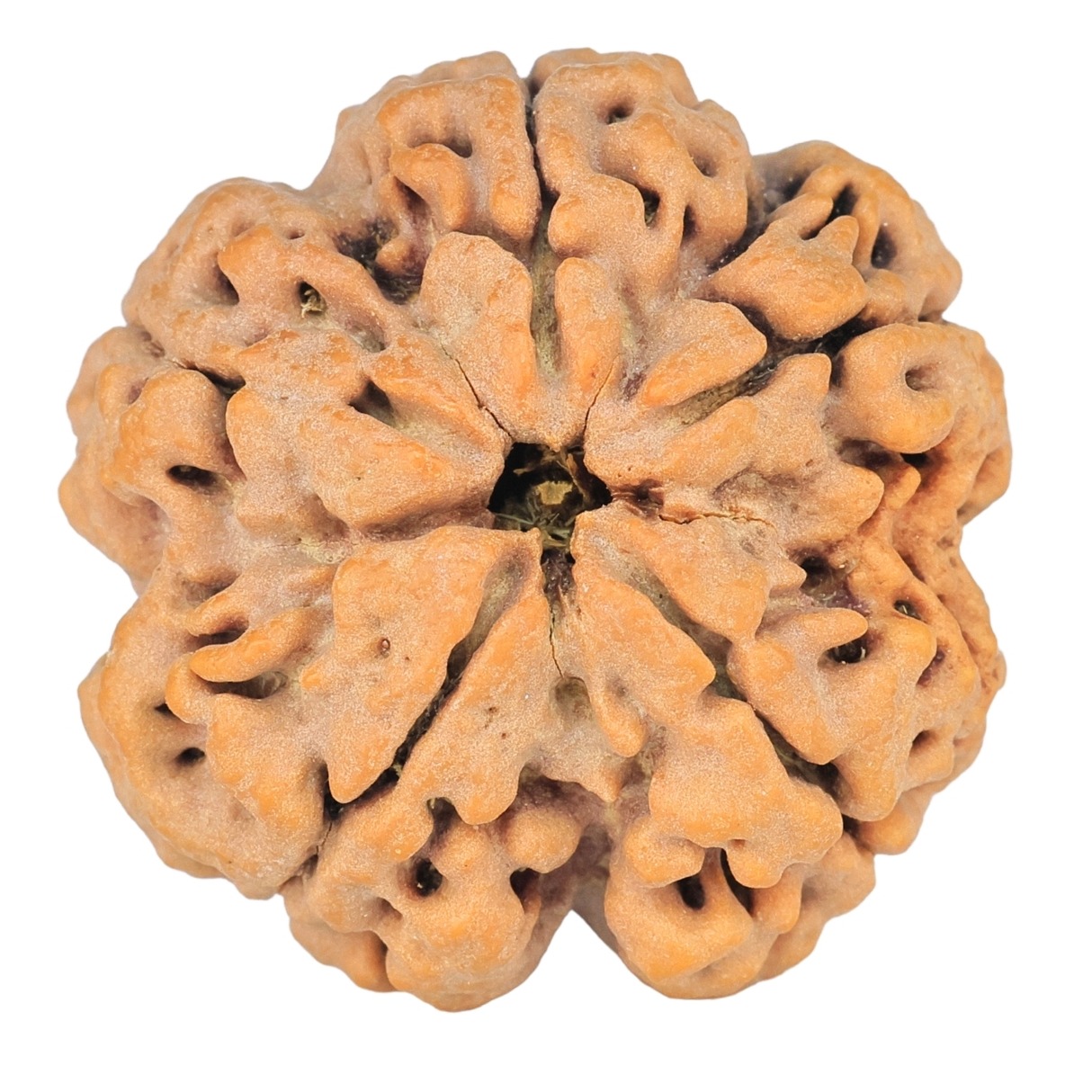 5 Mukhi Rudraksha 29mm 8.16gm - Rudraksha