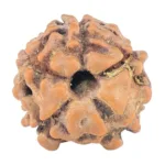 5 Mukhi Rudraksha 12.3mm 0.72gm - Rudraksha