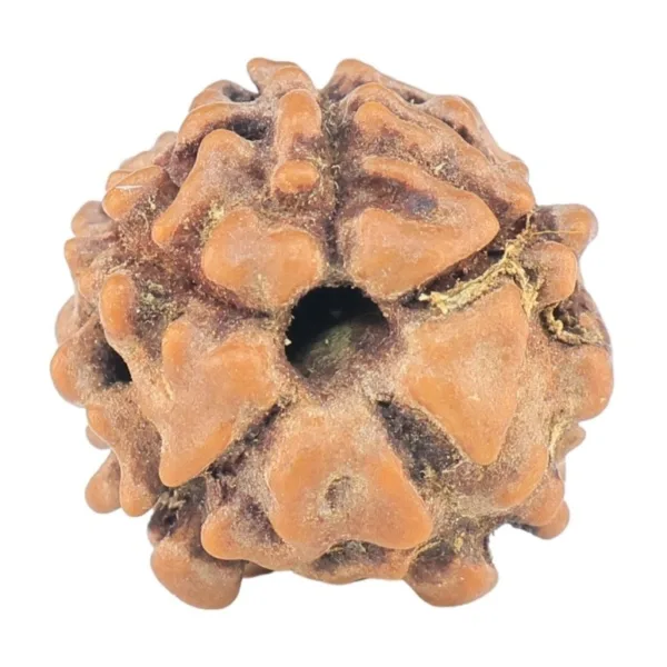 5 Mukhi Rudraksha 12.3mm 0.72gm - Rudraksha