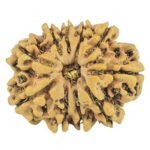 10 Mukhi Rudraksha 24.7mm 3.6gm - Rudraksha