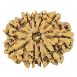 10 Mukhi Rudraksha 24.7mm 3.6gm - Rudraksha