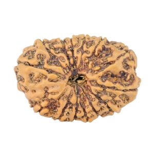 14 Mukhi Rudraksha 23.7mm 2.38gm - Rudraksha